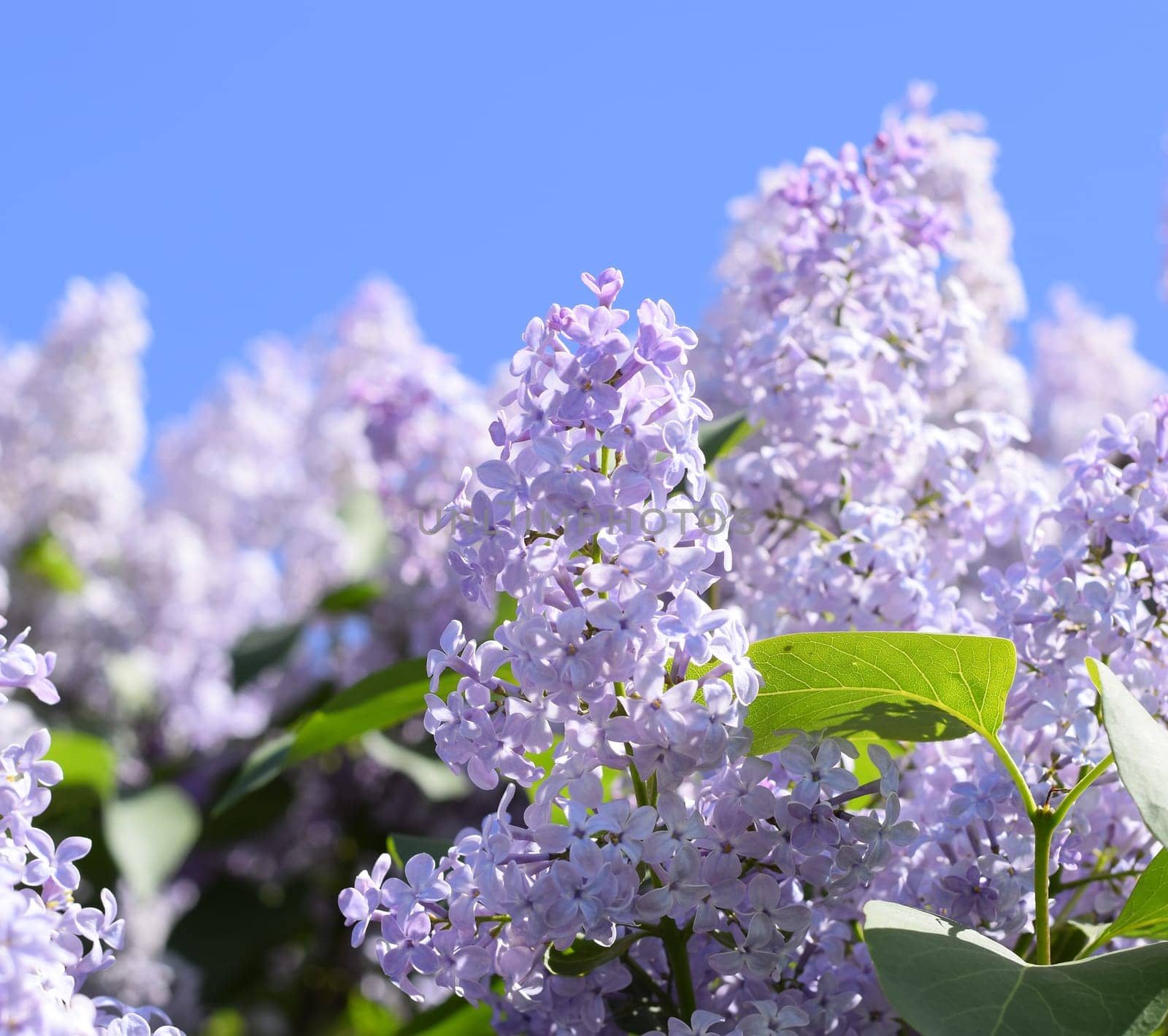 Flowers blooming lilac. Beautiful purple lilac flowers outdoors. Lilac flowers on the branches