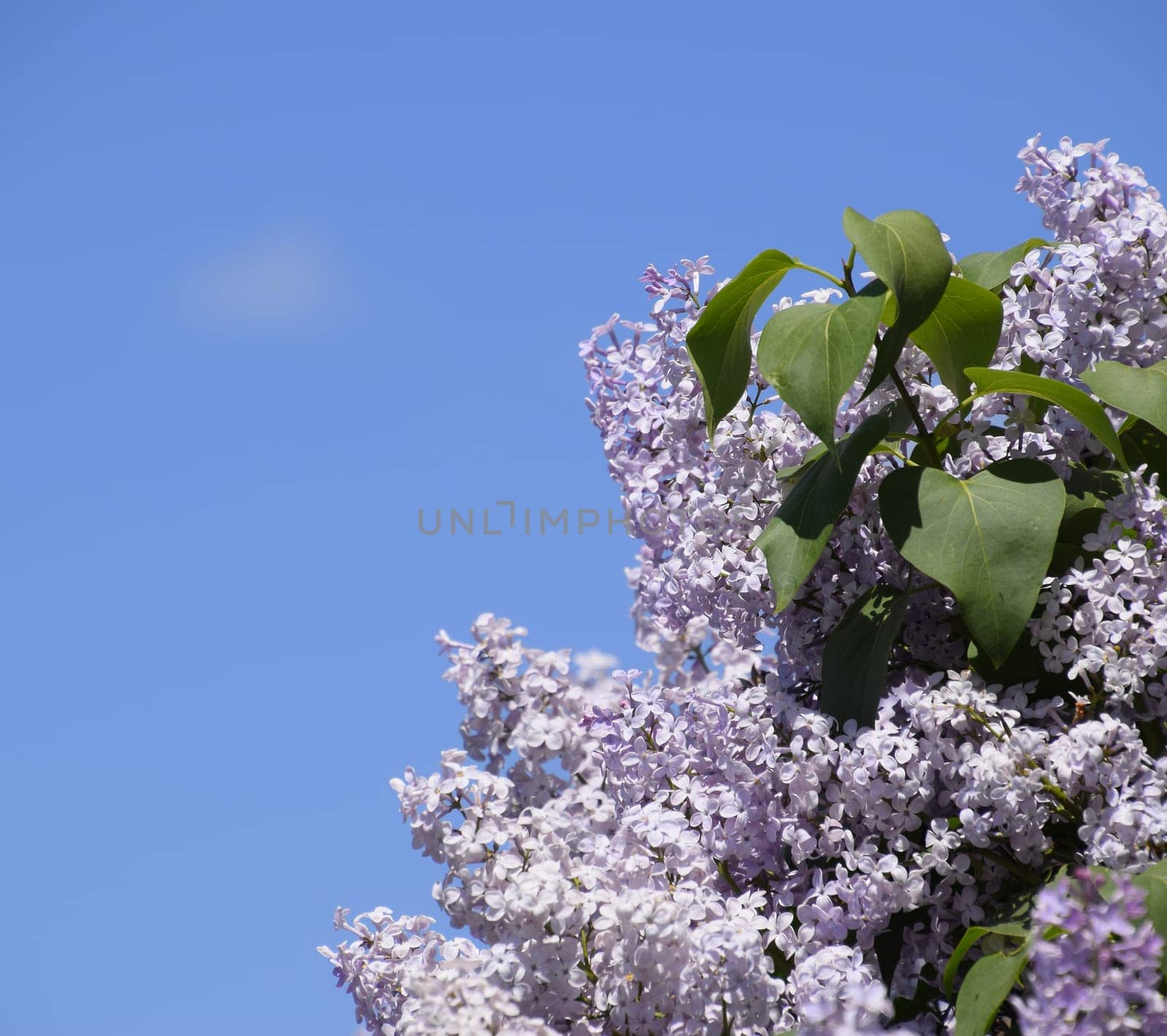 Flowers blooming lilac. Beautiful purple lilac flowers outdoors. Lilac flowers on the branches