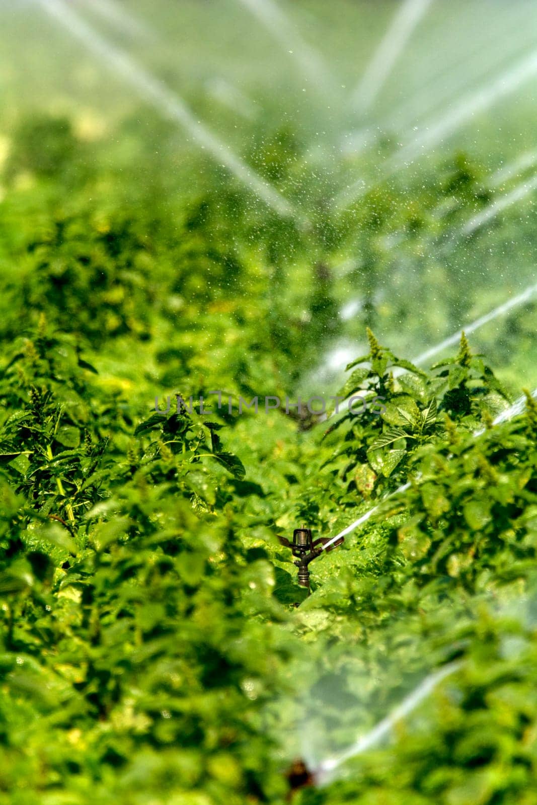Irrigation on a field