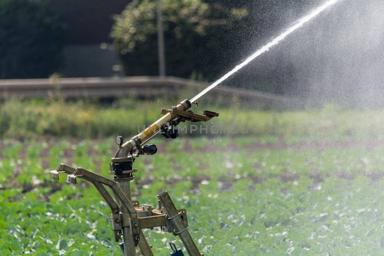 Irrigation field