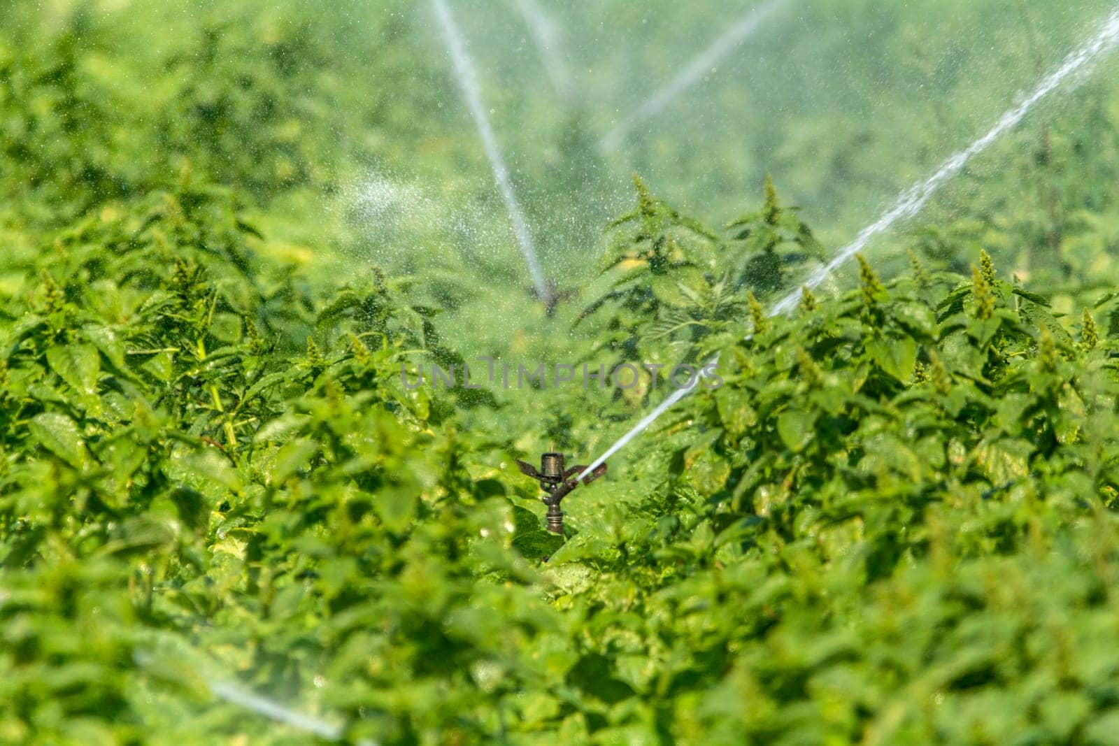 Irrigation on a field