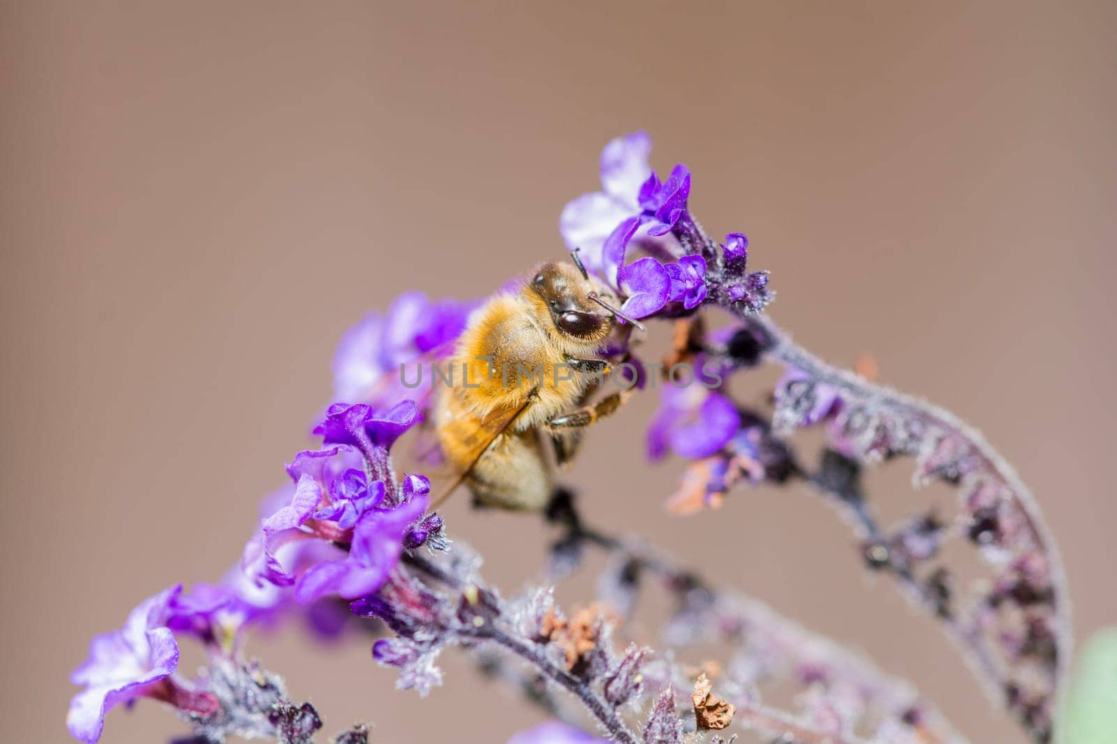 a bee on a blossom in closeup