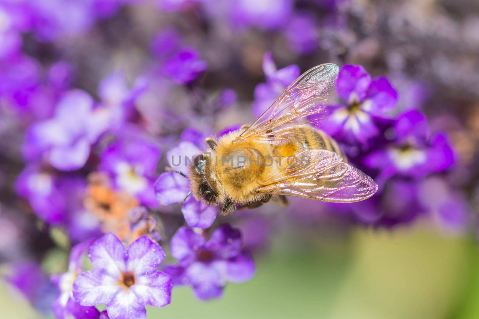 a bee on a blossom in closeup