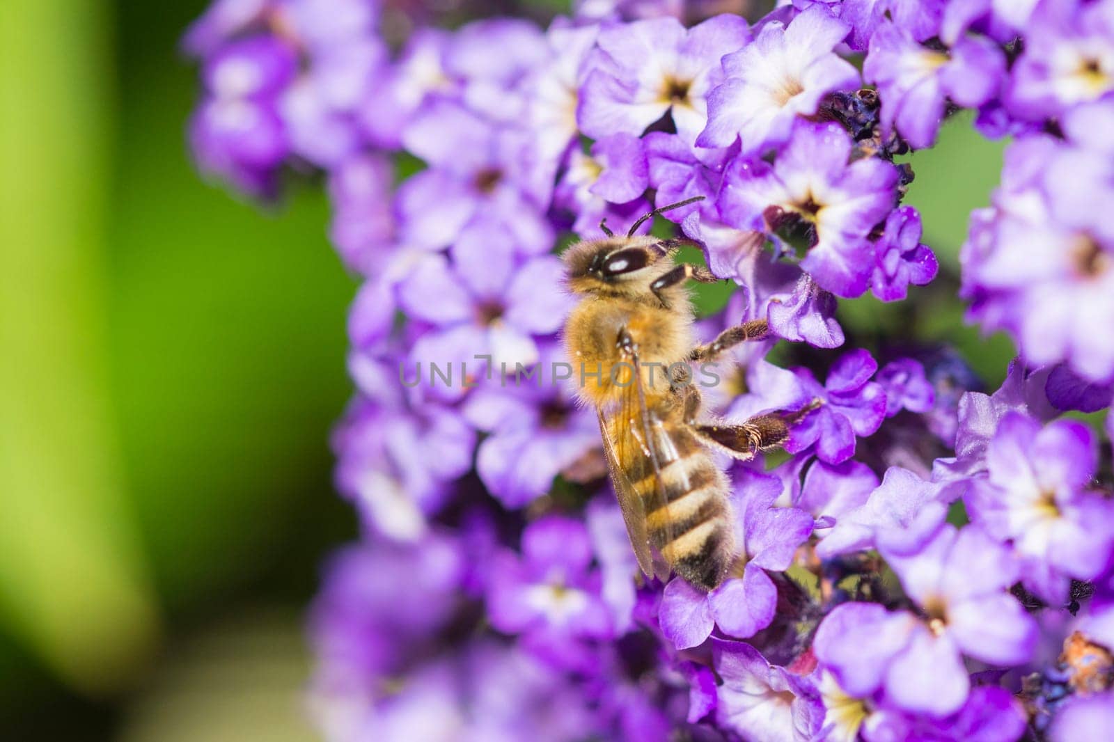 a bee on a blossom in closeup