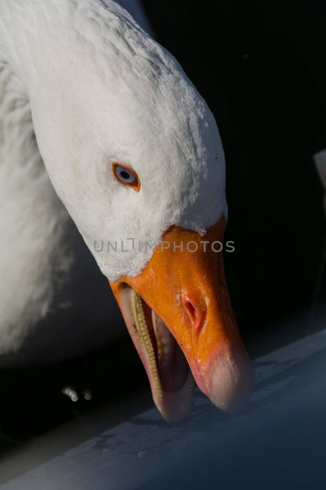 a goose in closeup