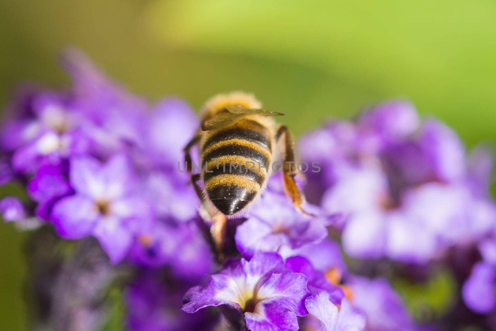 a bee on a blossom in closeup