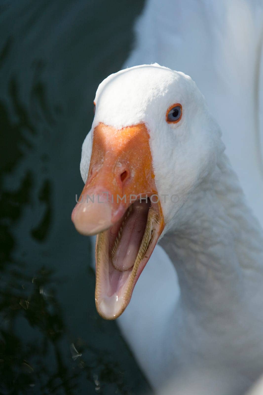 a goose in closeup