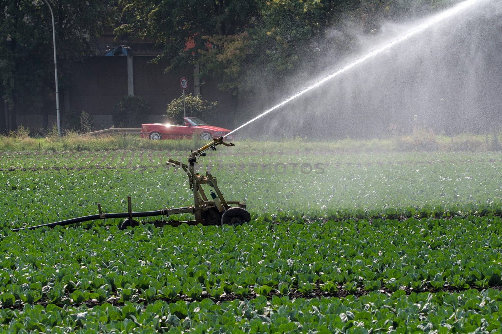 Irrigation field