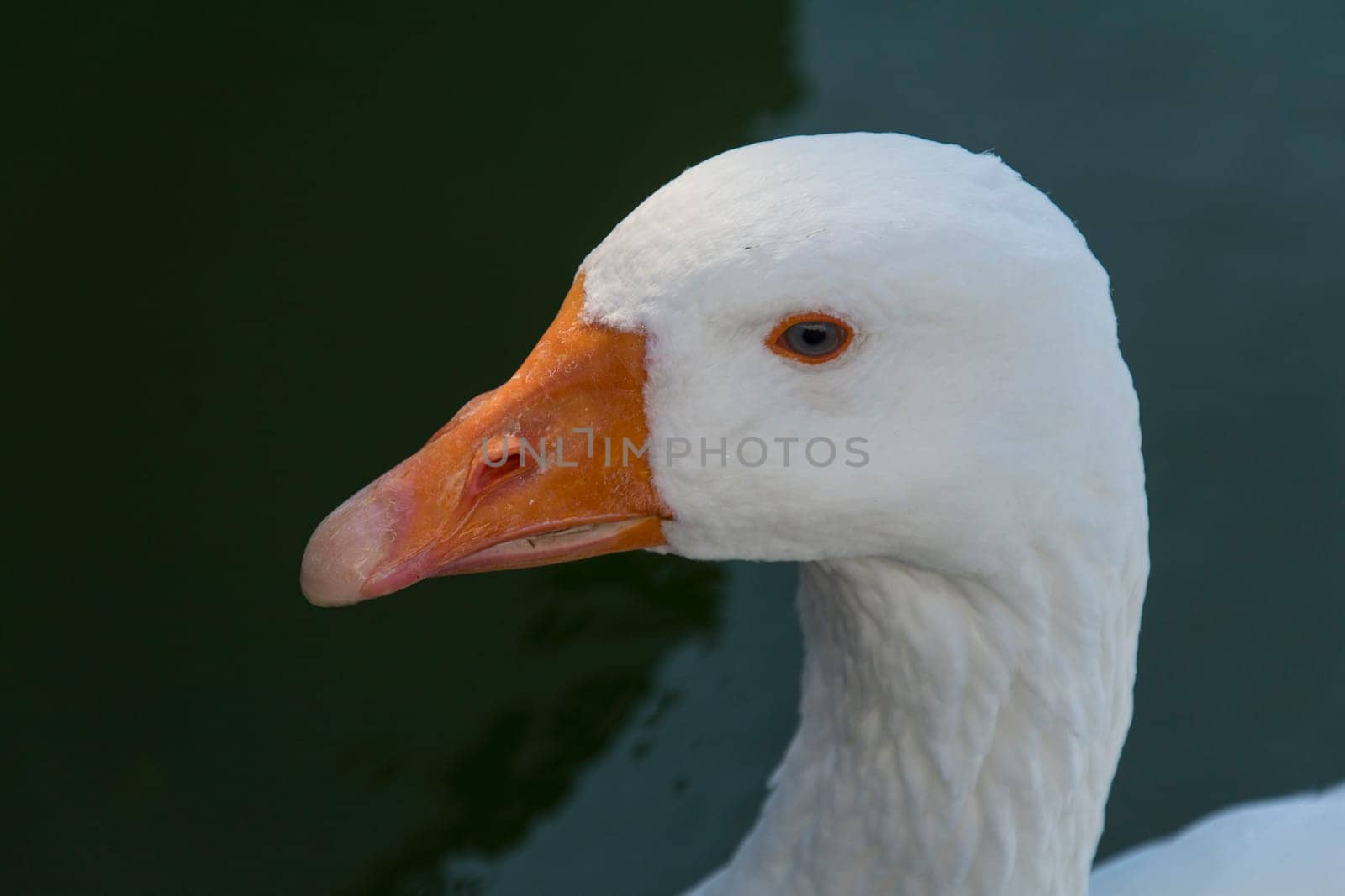 a goose in closeup