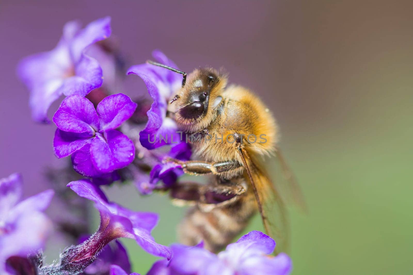 a bee on a blossom in closeup