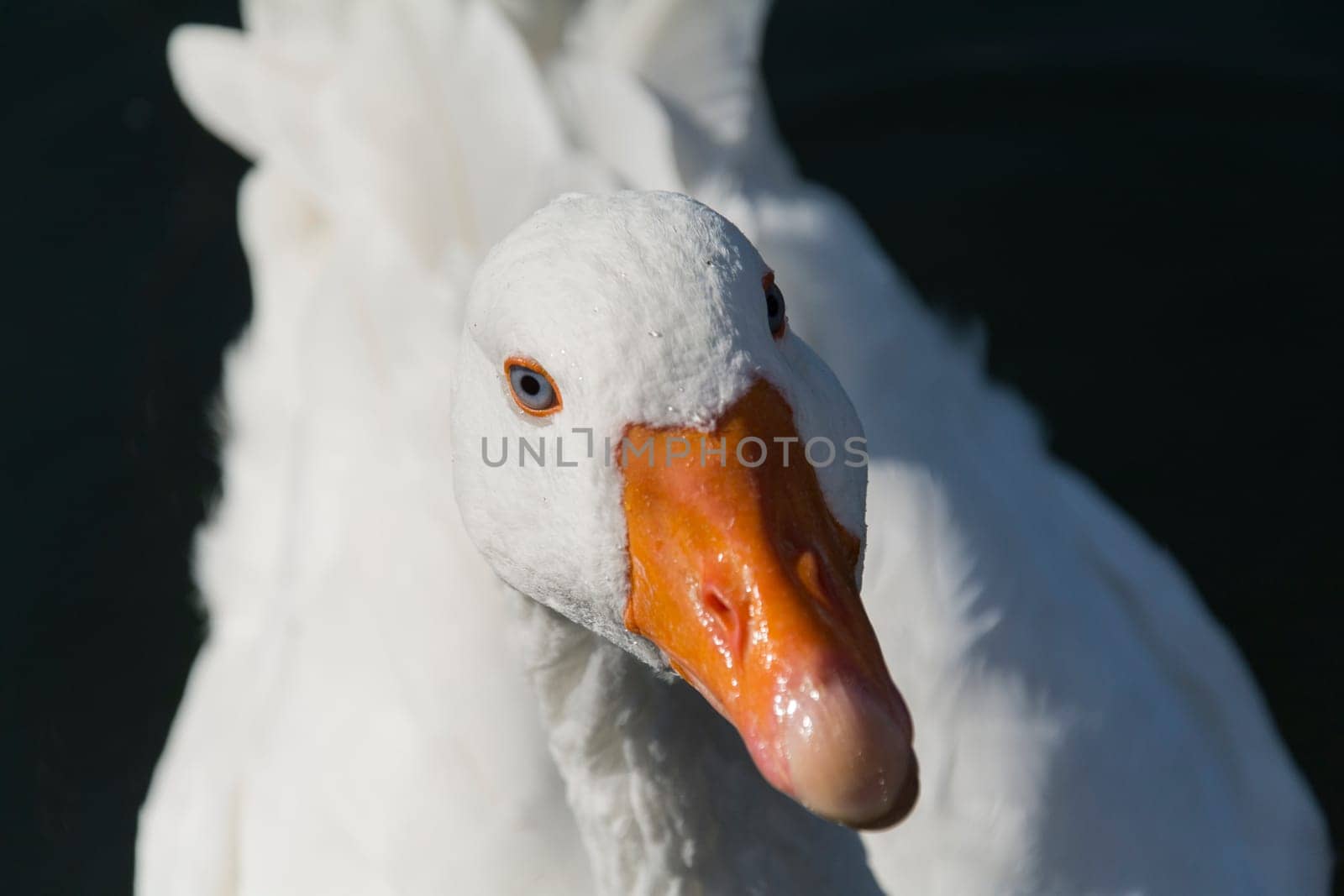 a goose in closeup