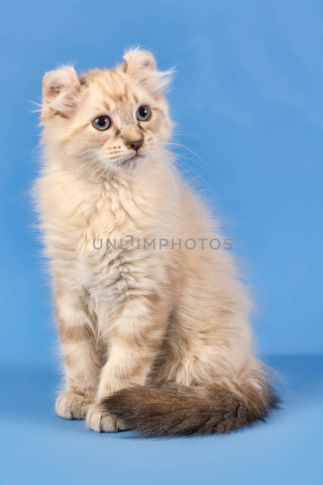Pedigree cat American Curl (Felis silvestris catus),blue tabby point,10 weeks