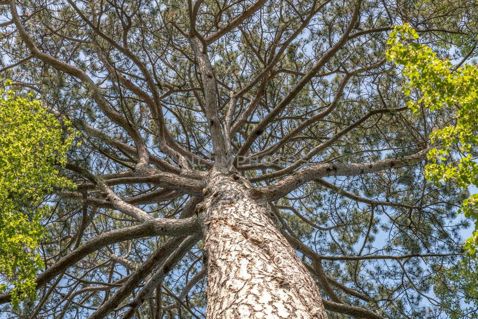 Crown of an old pine tree with stem and needles in front of blue sky