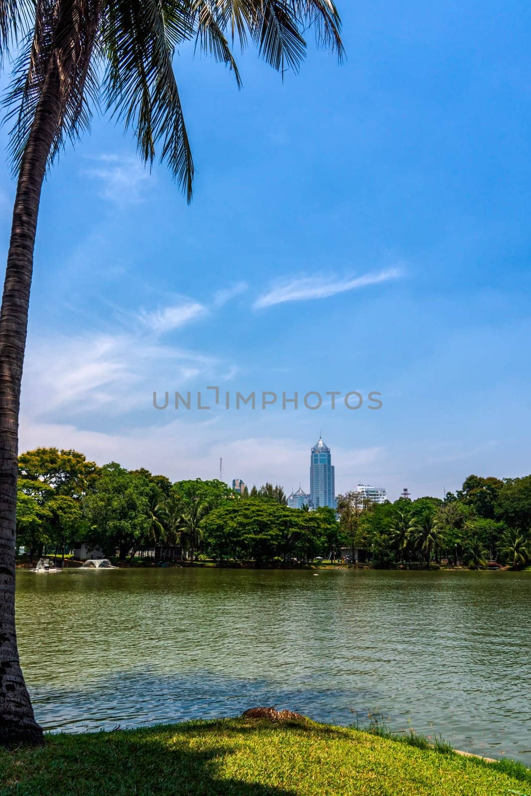 A pond with tropical palm, view at Bangkok skyscrapers from Lumpini city park, green oasis in modern busy city, Thailand
