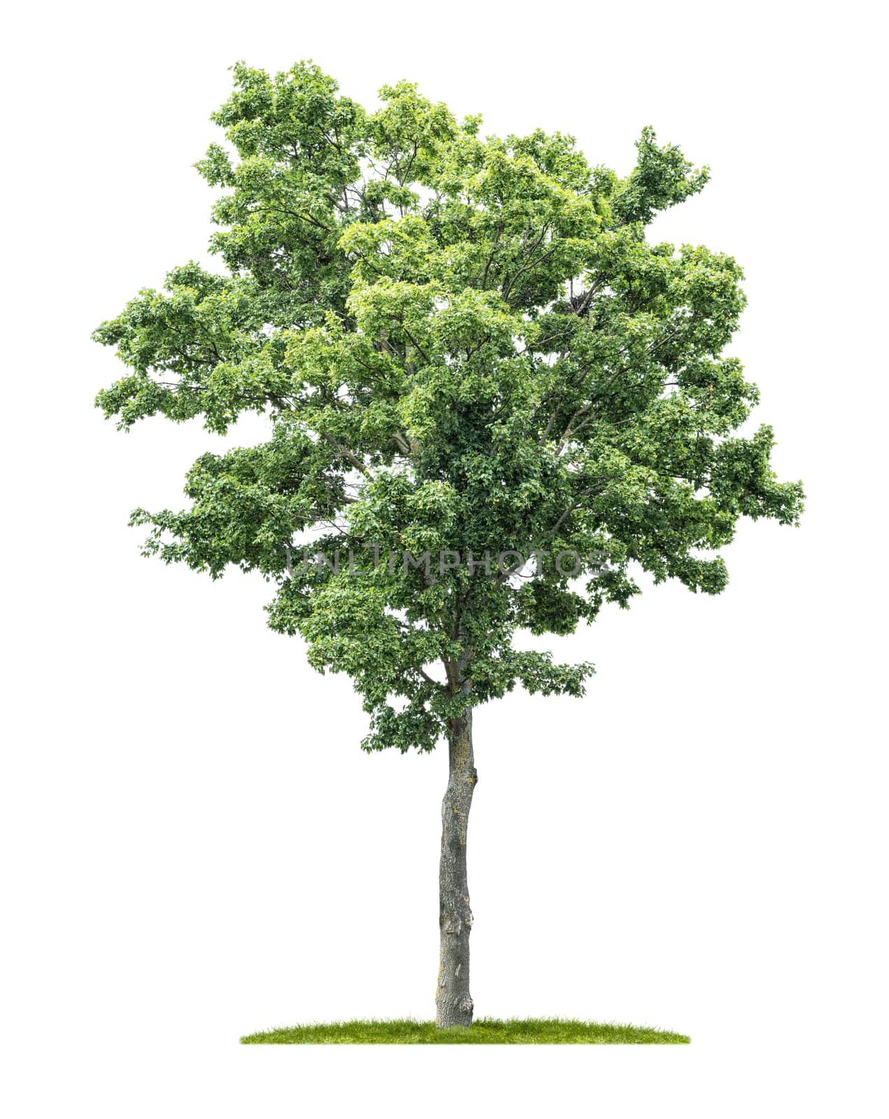An isolated maple tree on a white background
