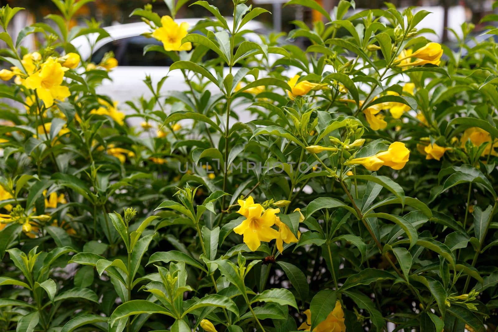 A bush blooming with yellow flowers on a city street near the road and a passing car