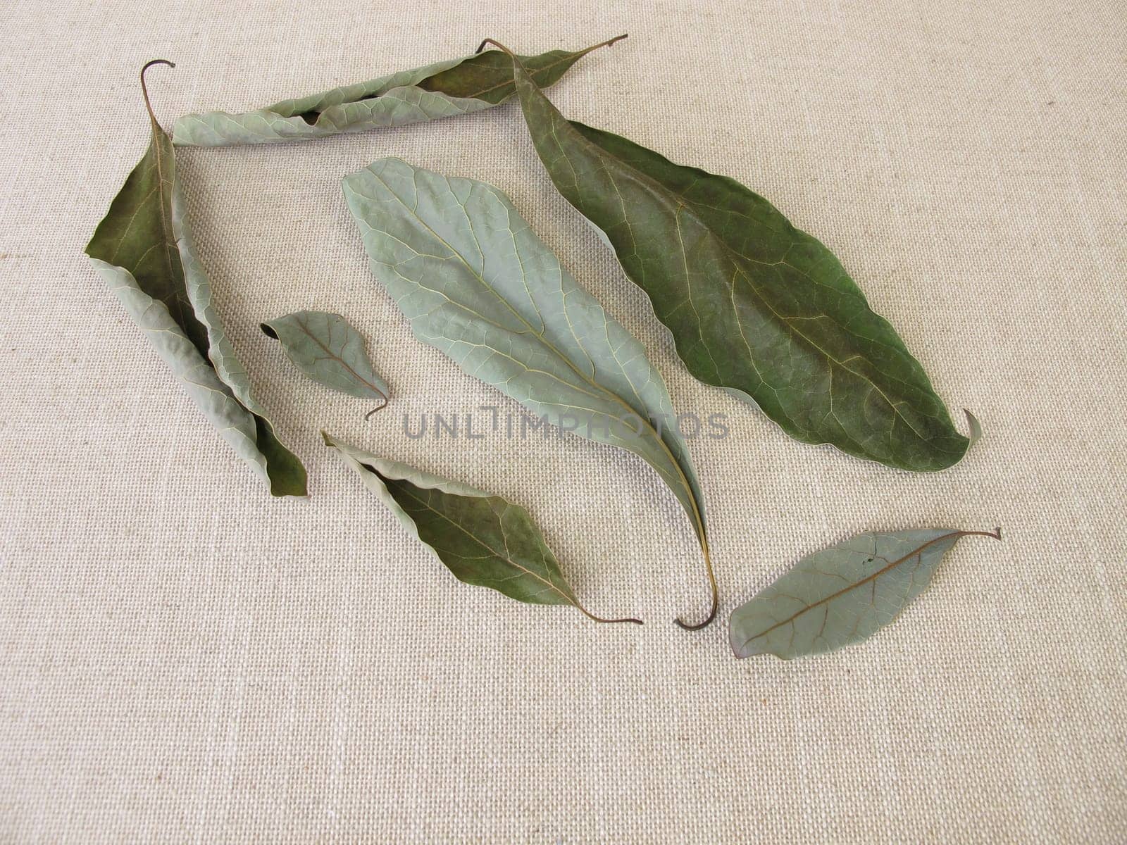 Dried avocado leaves from the avocado tree