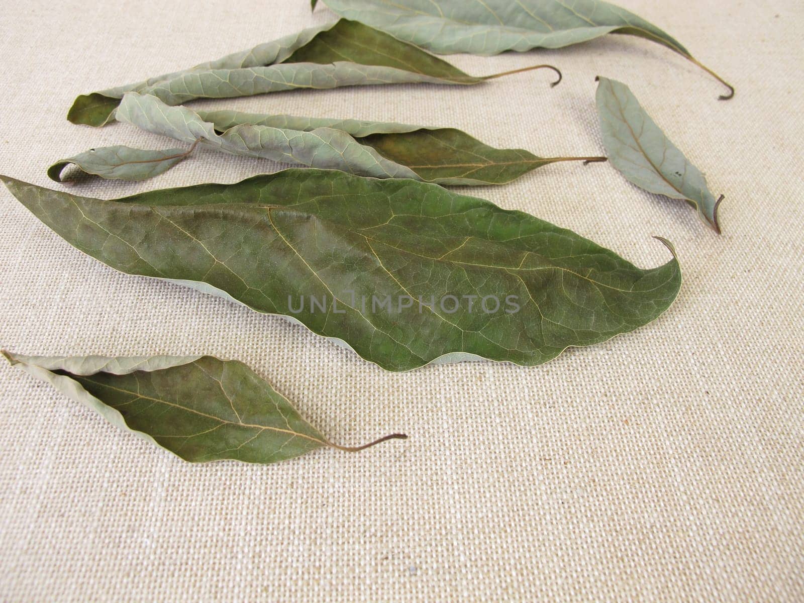 Dried avocado leaves from the avocado tree