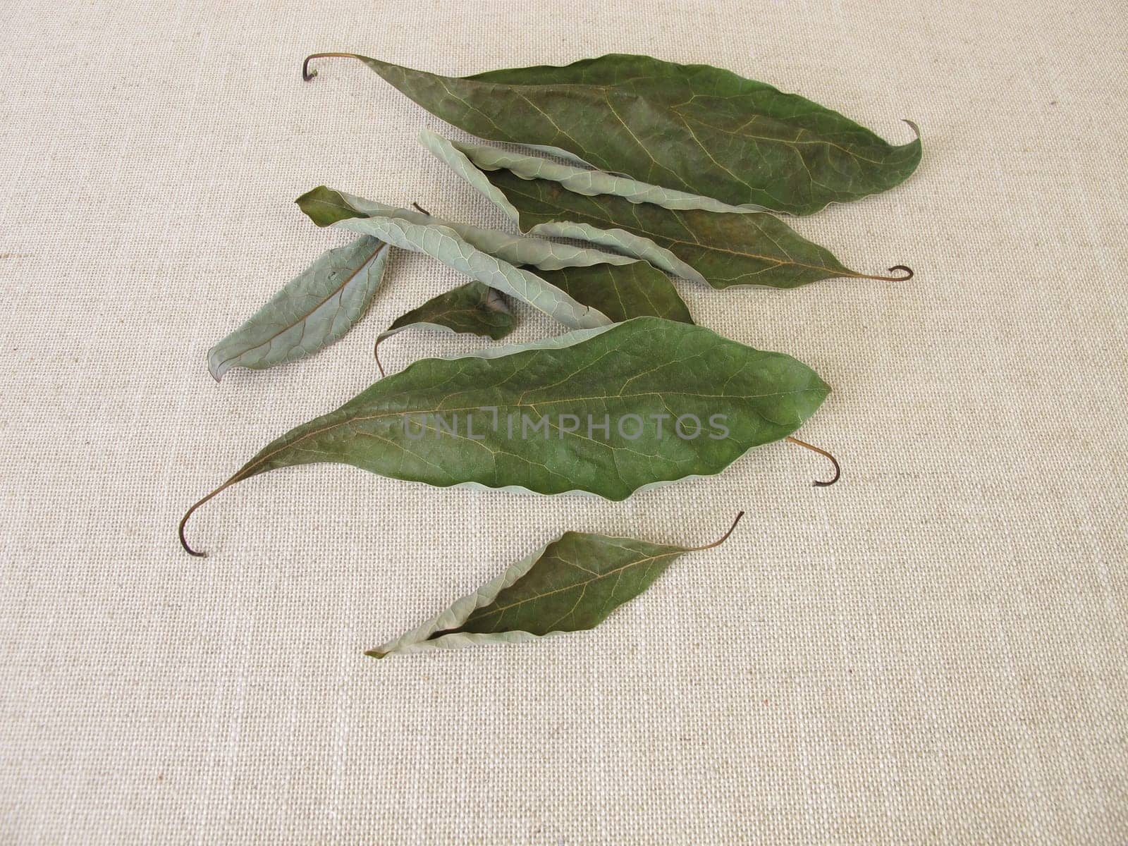 Dried avocado leaves from the avocado tree
