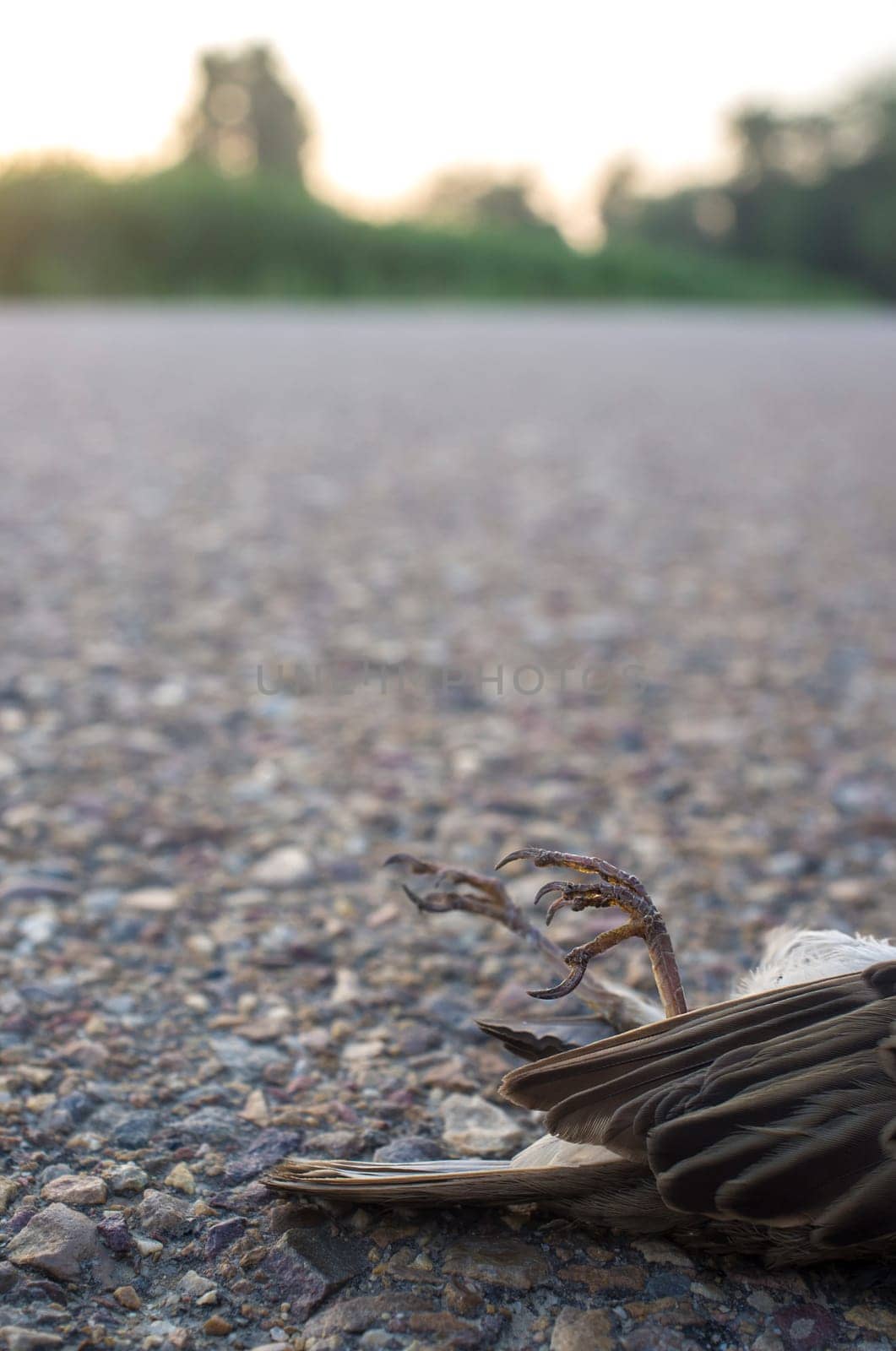 Wild bird run over asphalt of country road. Concept for road safety and animal protection