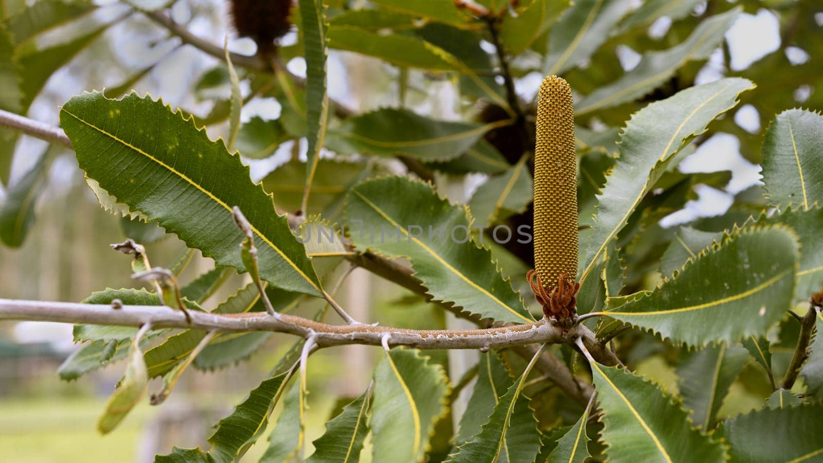 landscape view of Australian Banksia robur Swamp banksia with flower spike growing in bushland