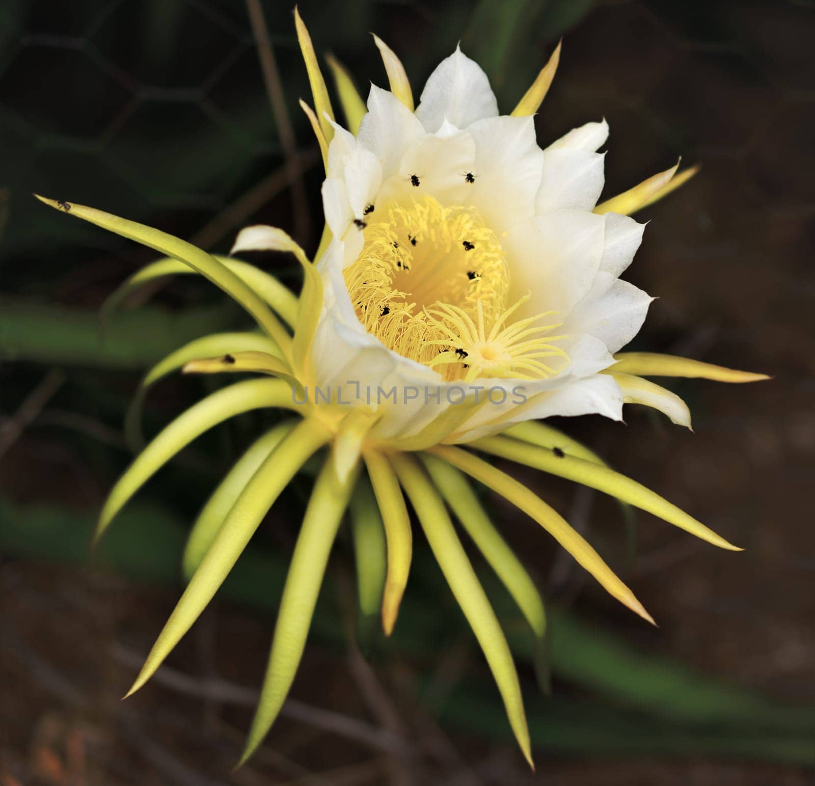 Large fragrant magnificent white flower of dragon fruit pollinated by Australian bees with a dark background