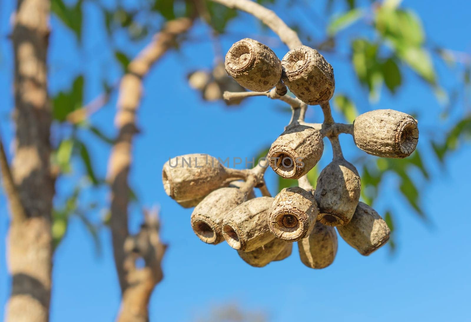 Large Eucalyptus gum nuts of Corymbia ptychocarpa (phytocarpa) Australian Swamp Bloodwood