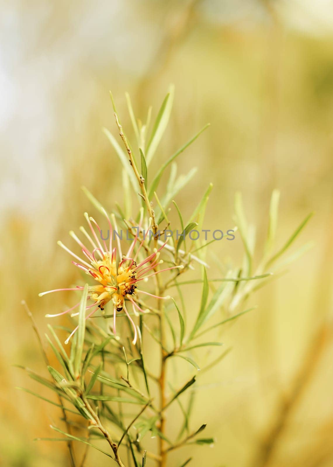 Flower of Grevillea plant native to Australia