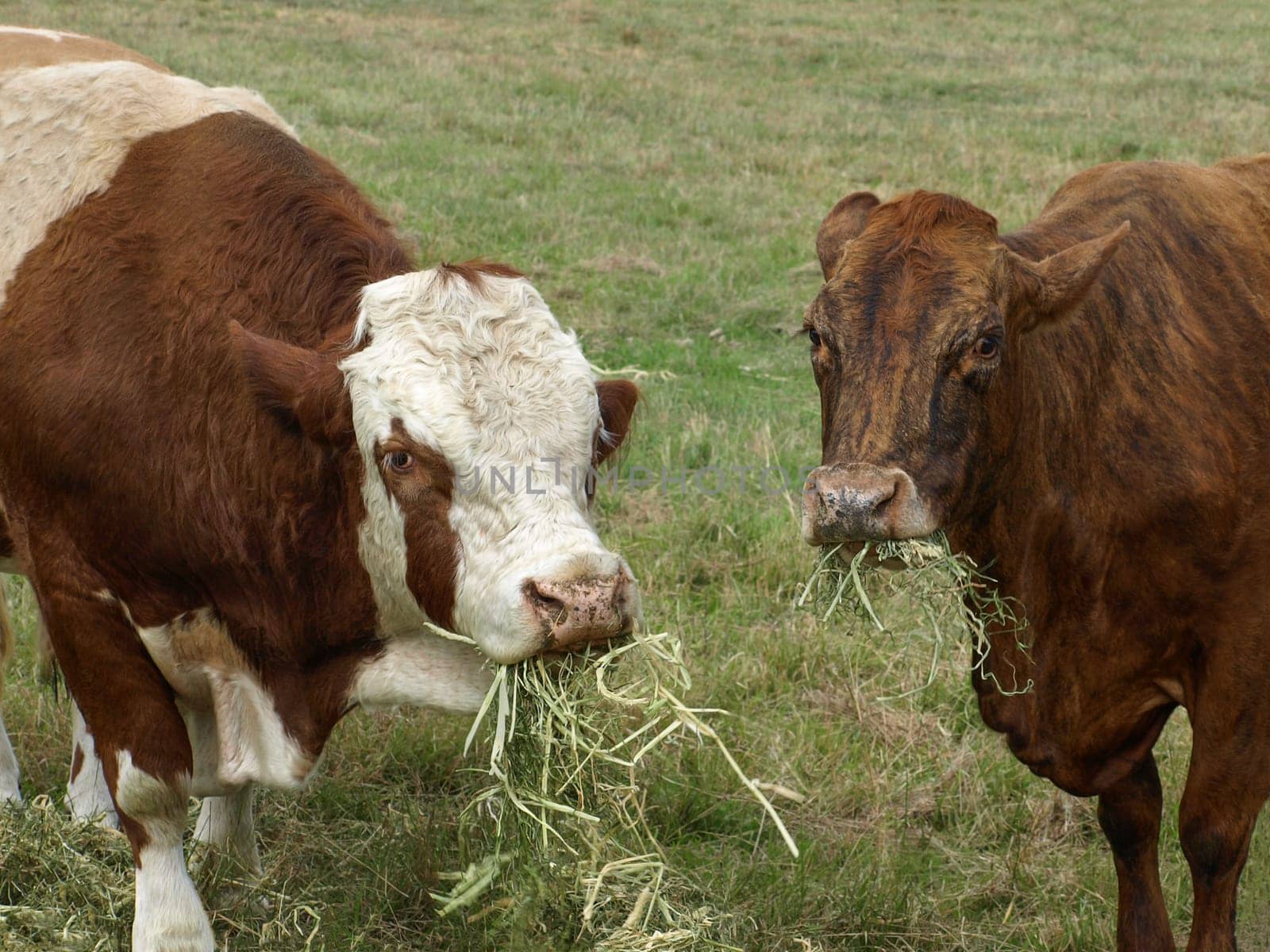 Beef cattle, hereford bull and brown cow eating hay