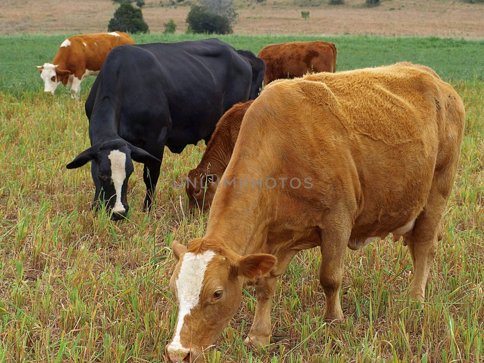 Cattle grazing on lush grass