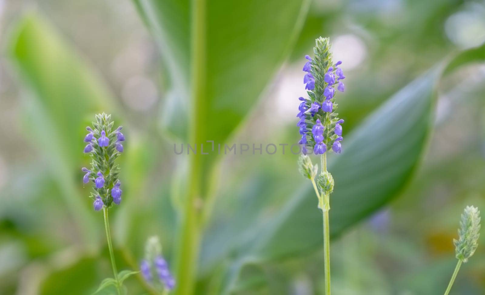 Salvia hispanica, known as Chia, a healthy food plant with purple flowers from the mint family, Lamiaceae.