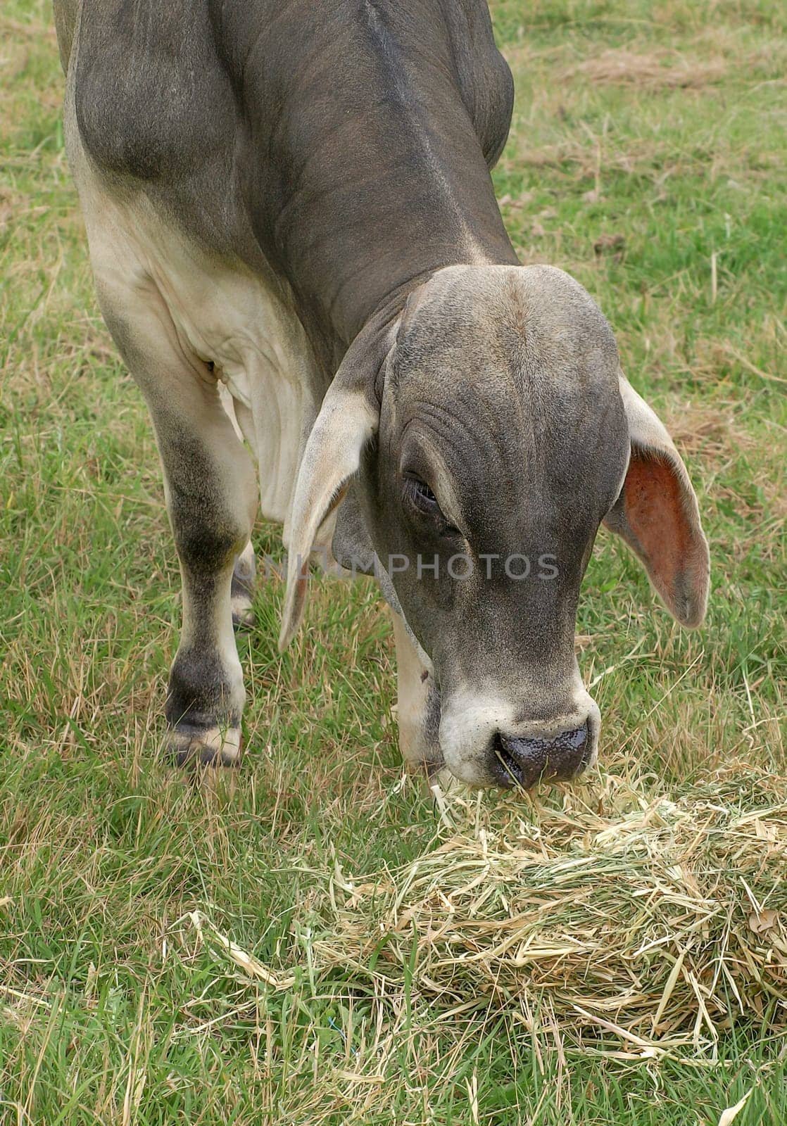 Brahman, brahma or zebu bull, a male cow, feeding on hay