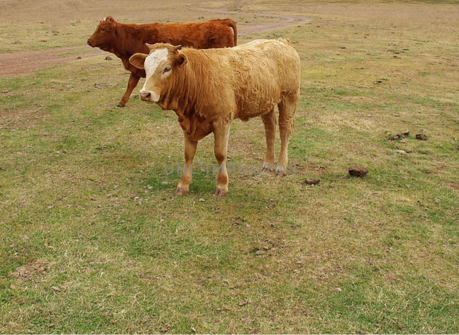 Two young brown cows, beef cattle breed