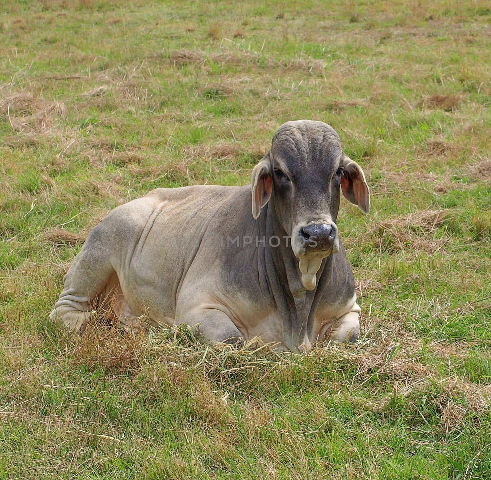 Australian grey brahman bull relaxing in the paddock