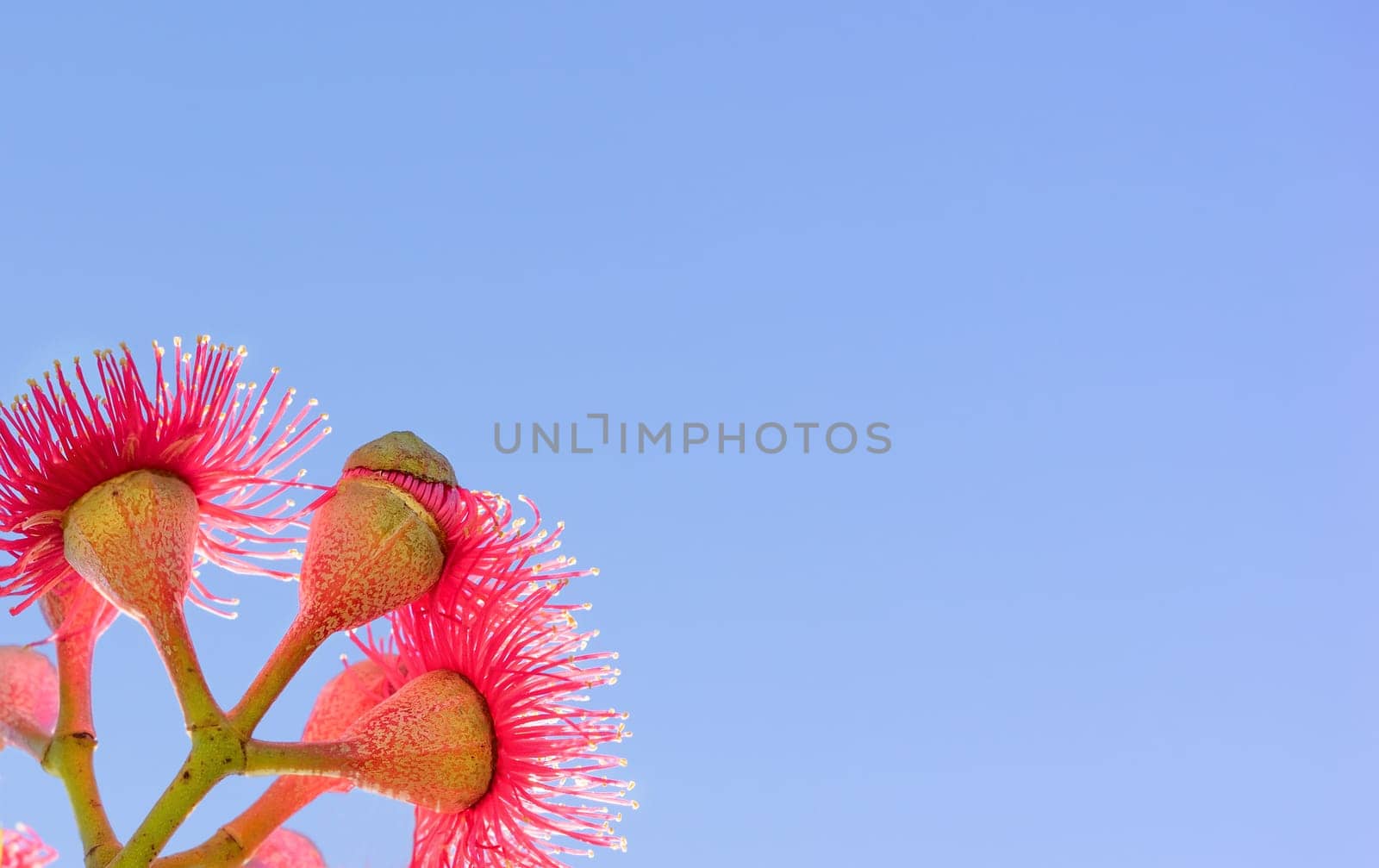 Australian red flower with blue sky backgound copy space for greeting card