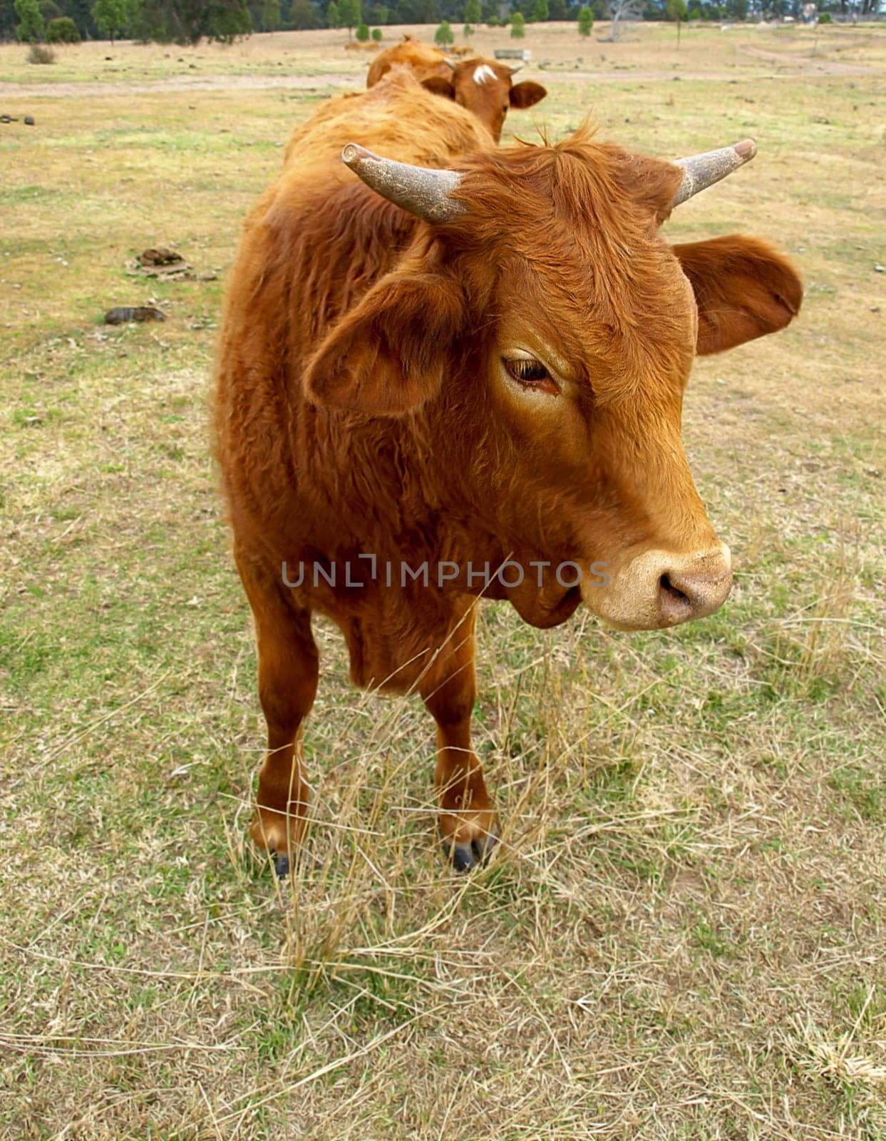 Brown cow with horns closeup