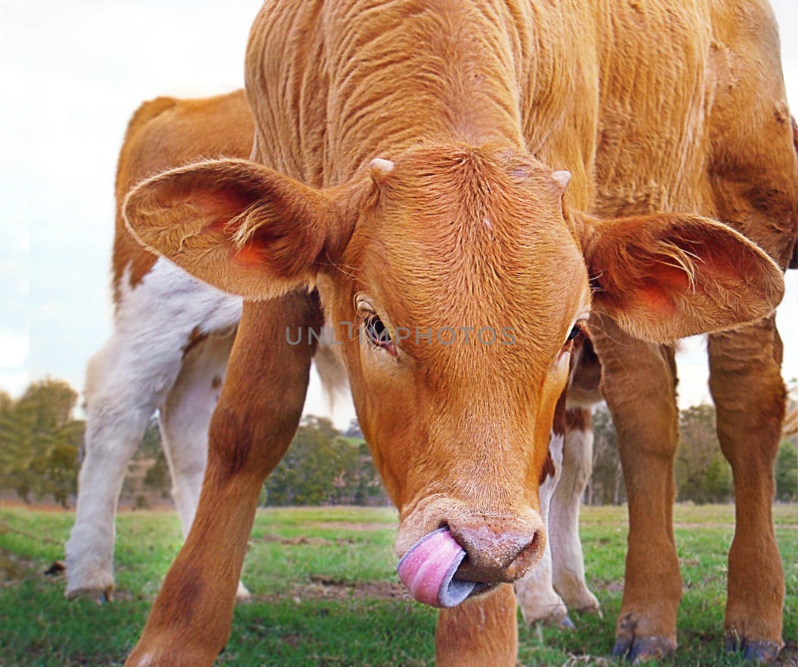 Young brown calf cow breed of beef cattle closeup with tongue in nose