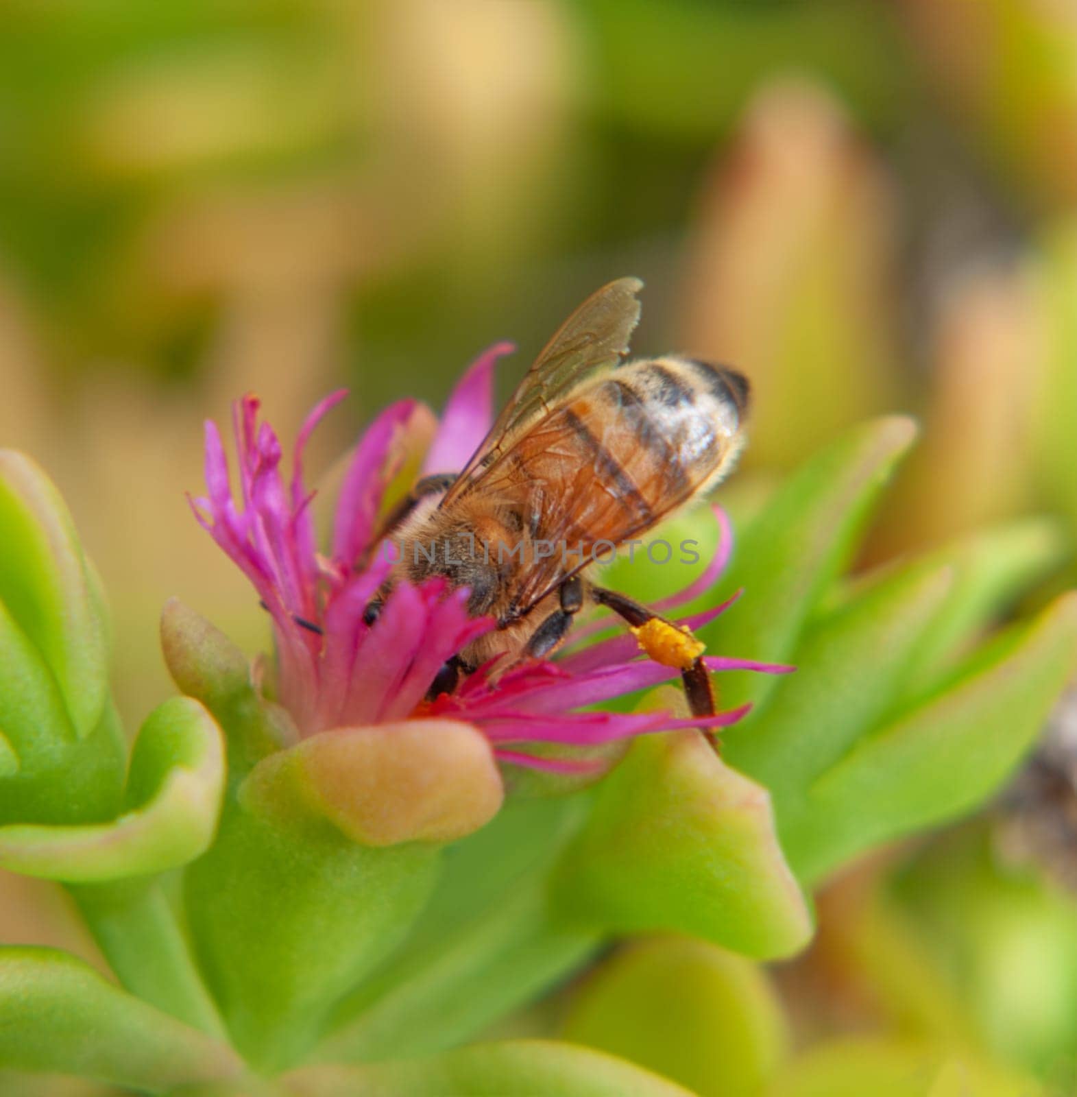 Worker bee collecting pollen from pink flower of green succulent plant , Aptenia cordifolia