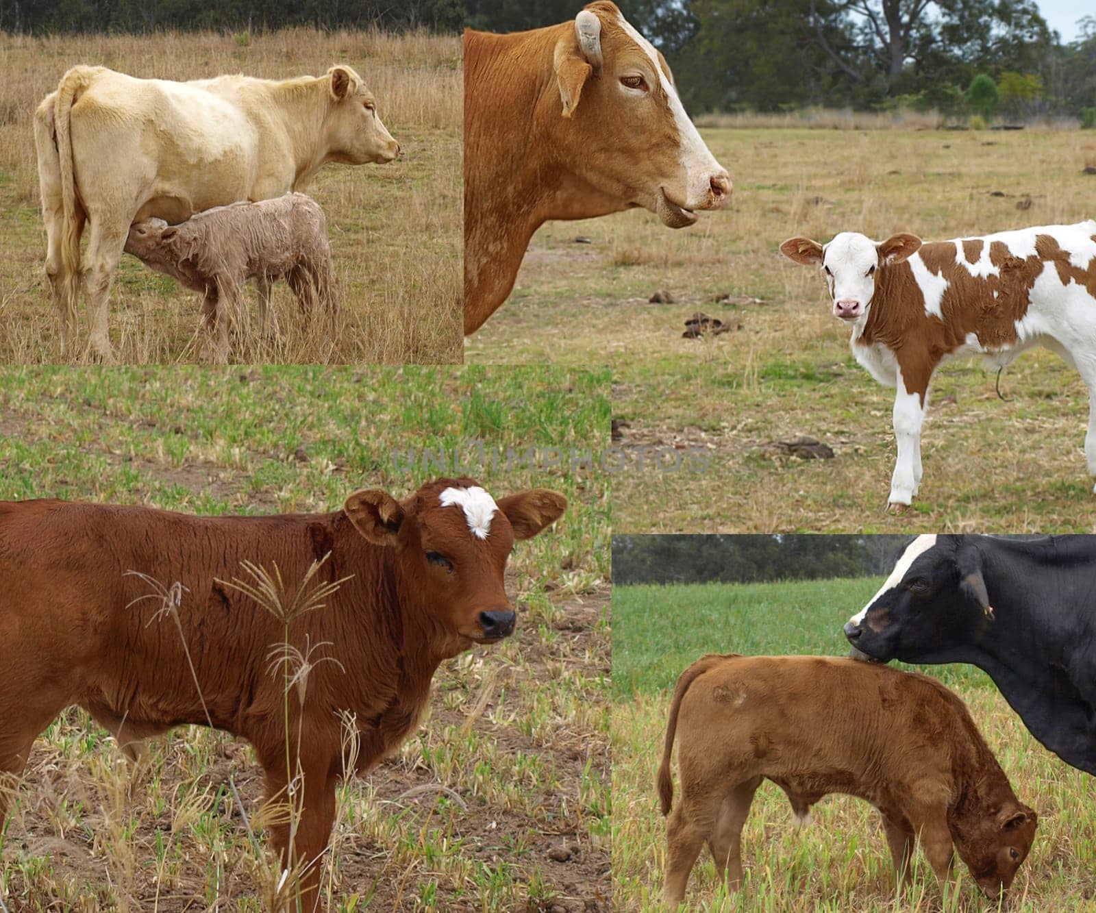 Montage of cows and their calfs or calves on agricultural farms in Australia rural area