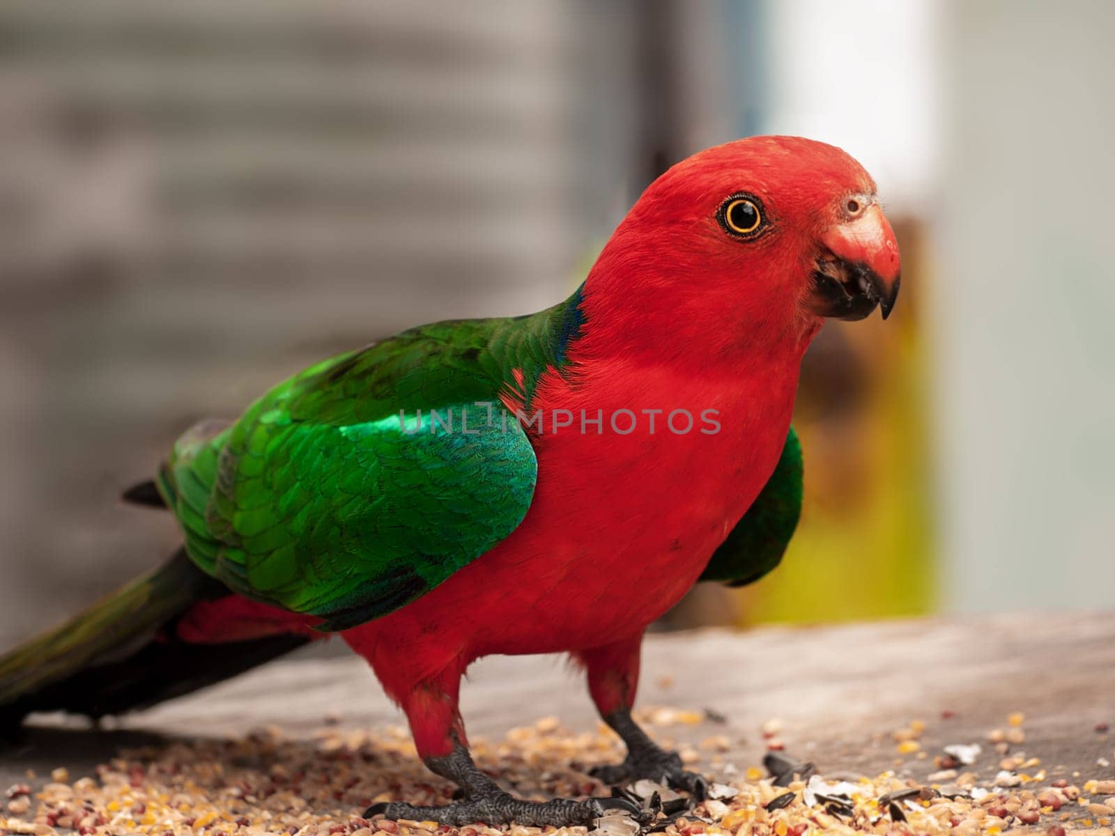 Australian native bird, red and green king parrot