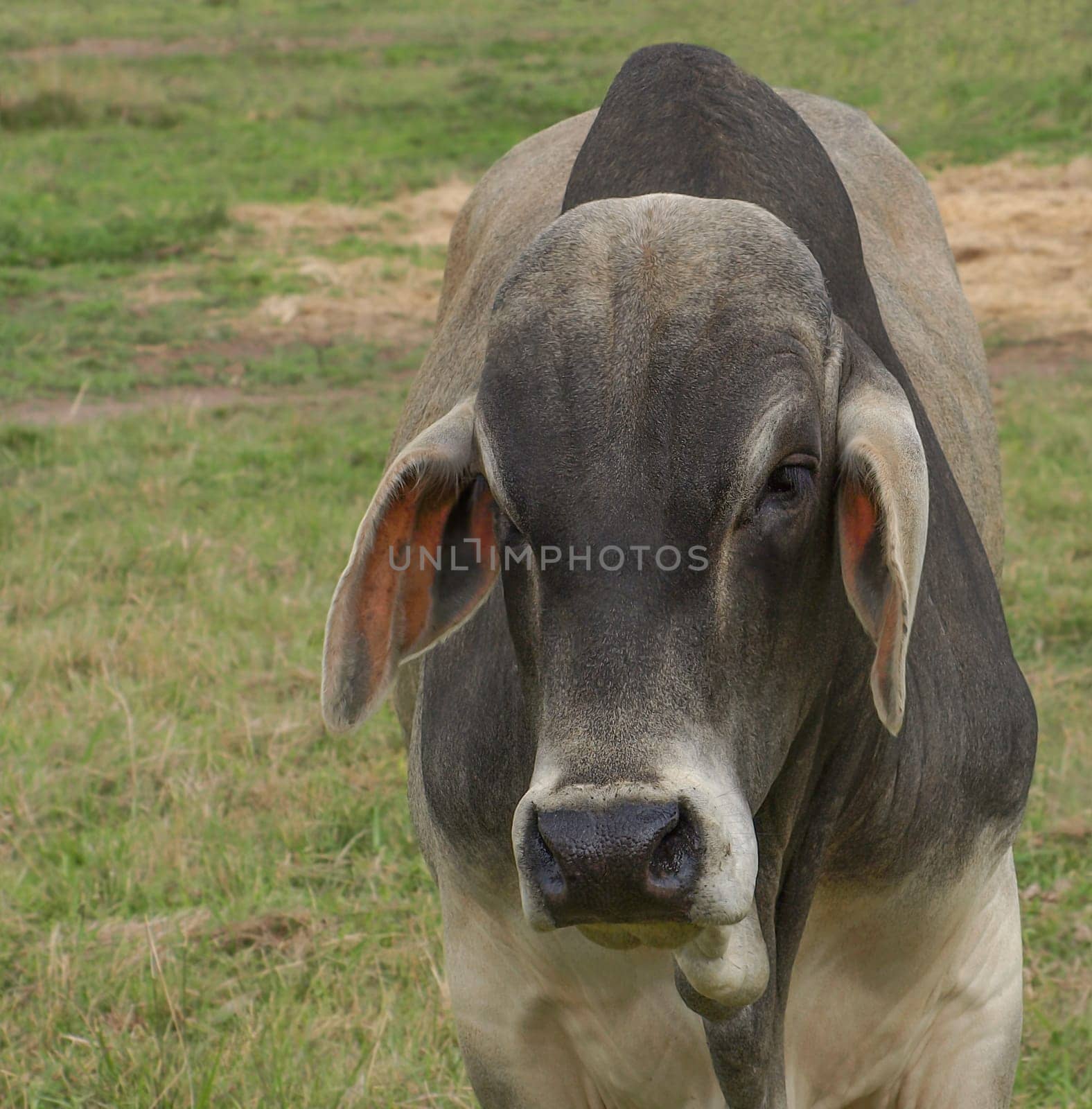 Zebu also known as Brahman or Brahma bull with hump close up
