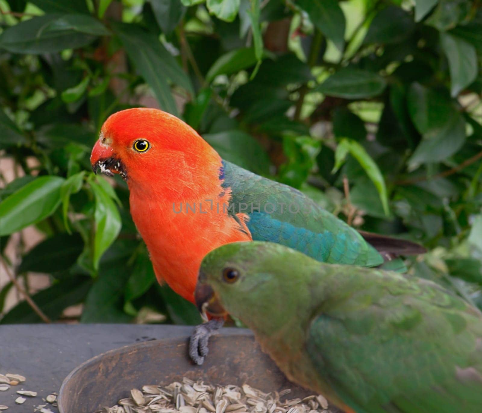 Australian king parrots feeding on sunflower seeds