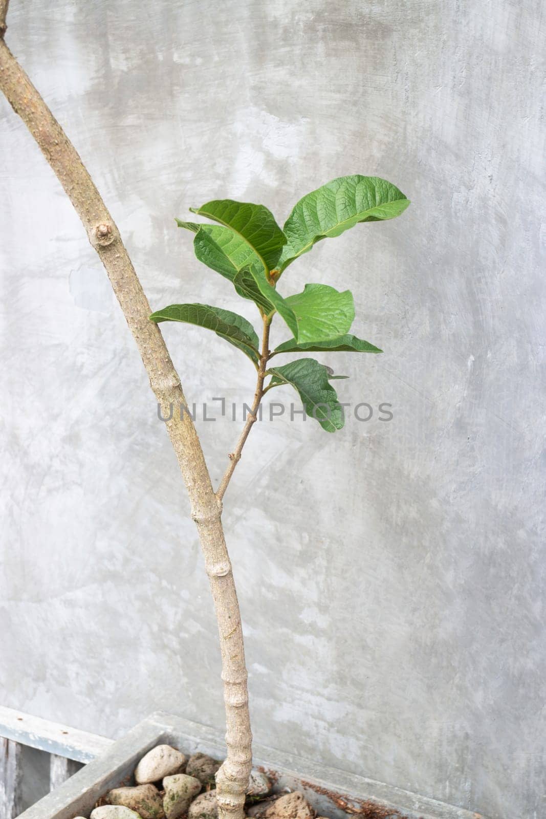 Green tree pant pot ecology exterior design, stock photo