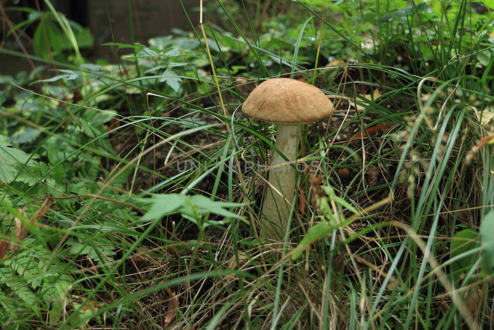 brown cap boletus in dense green grass growing in the autumn forest