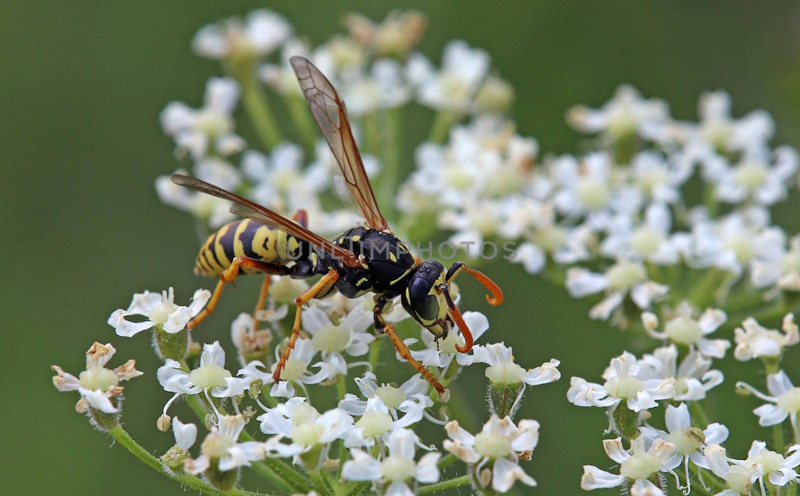 Male Gallic field wasp Polistes dominula