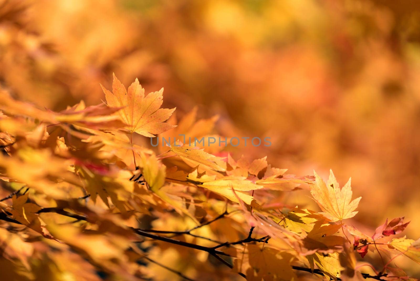 Red leave of maple tree for autumn fall background