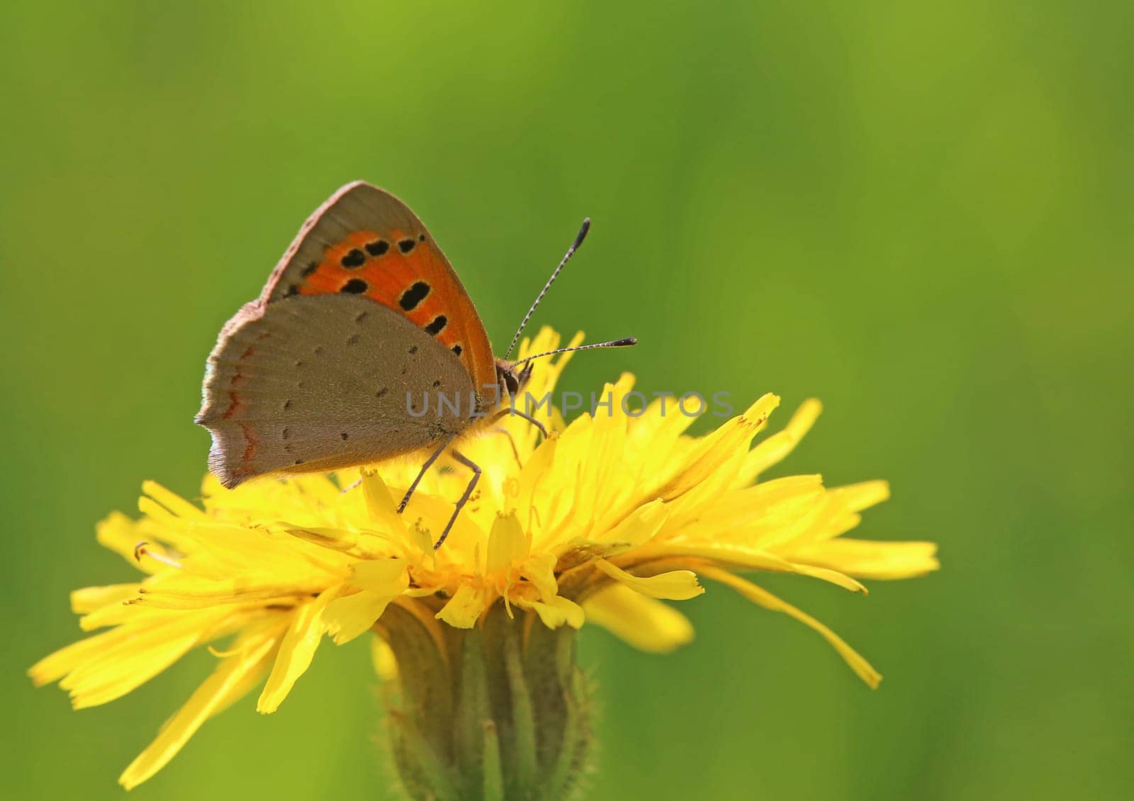 Macro Small Fire Butterfly Lycaena phlaeas on Dandelion Leontodon