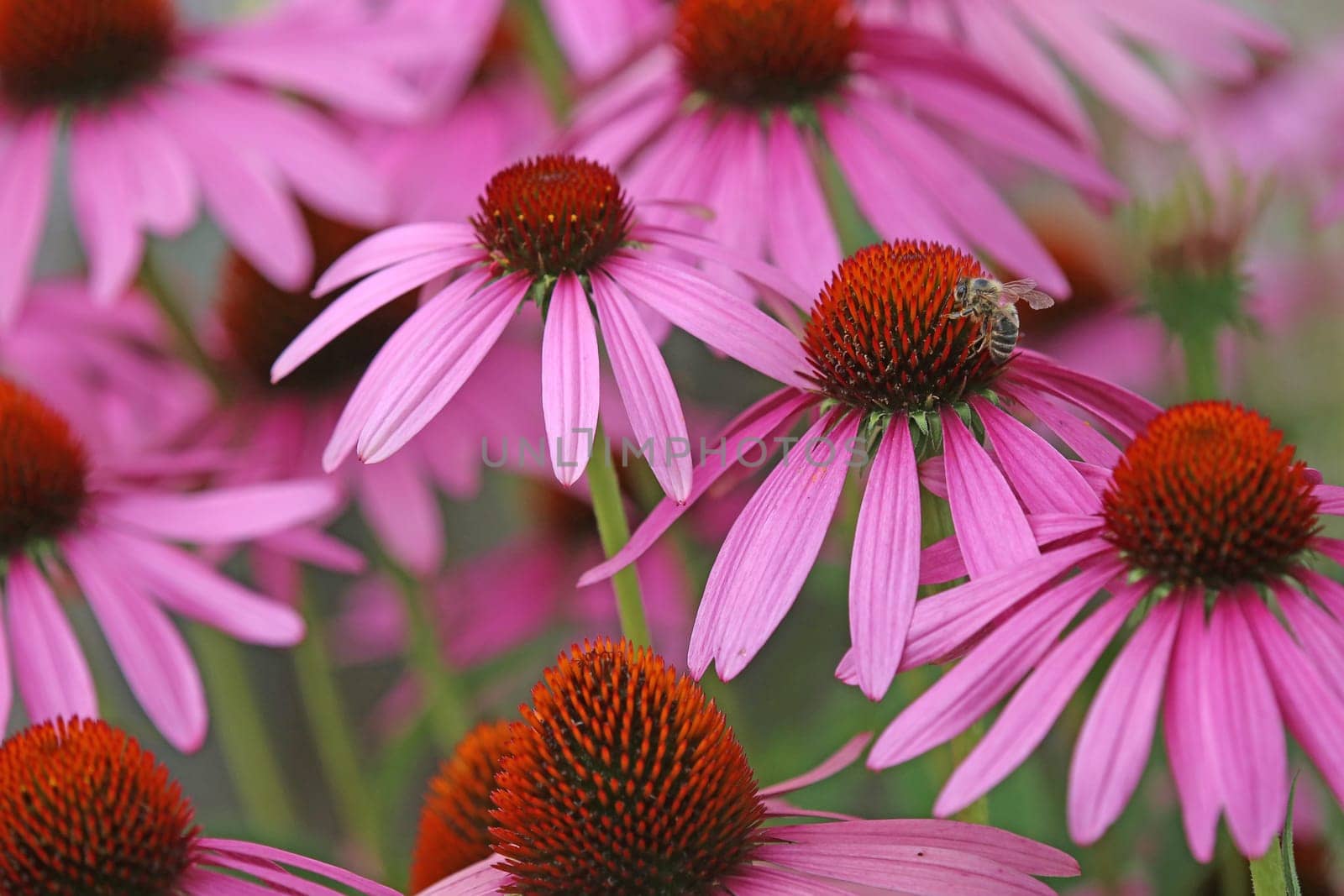 Echinacea purpurea with honey bee Apis mellifera