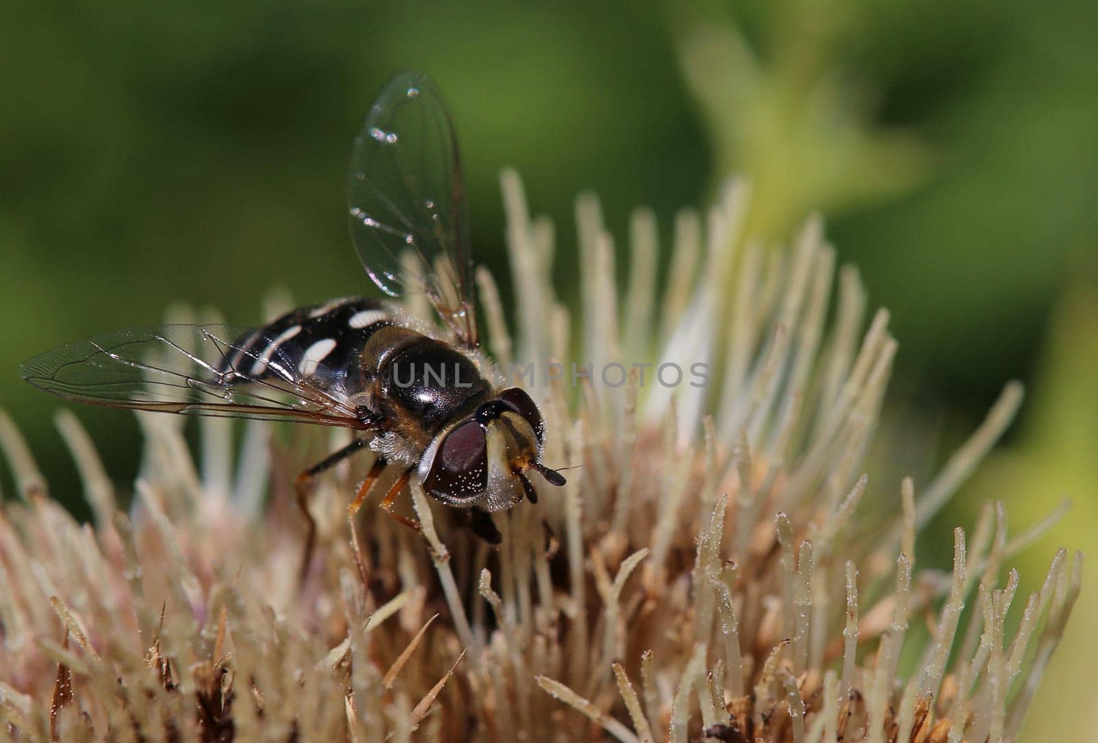 Macro Late large-fronted hoverfly Scaeva pyrastri