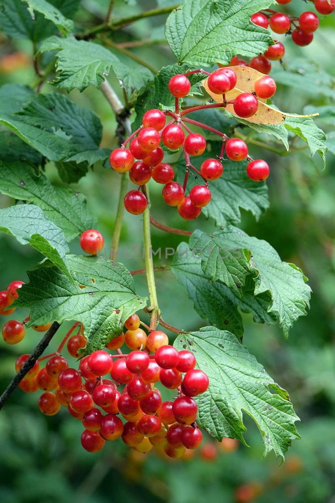 Berries of the common snowball Viburnum opulus